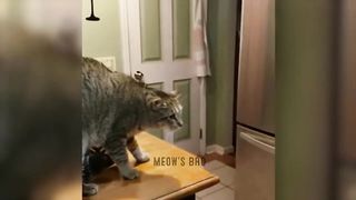 New Trending Funniest clumsy CATS ???? Funniest Cats & Dogs Videos????????.