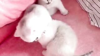 Ultra Hd Animal Video | Cute Baby Fight | Most Relaxing Video | #nature #febspot