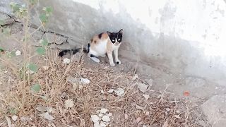 Funny stray cat 4