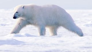 the story of the adorable polar bear
