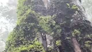 Natural video 87