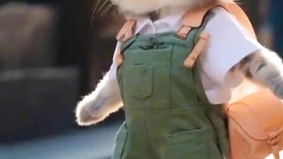 Try not to laugh cute cat videos Enjoy your day with this cute cat videos and please like and subscriber