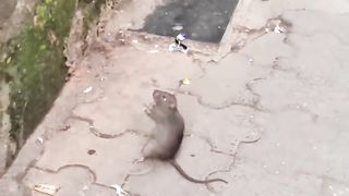 RAT PAY