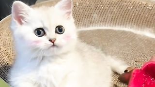 I love lovely cats very cute https://www.febspot.com/ref/501329