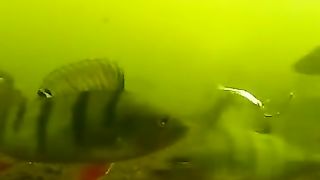 Smarter fish