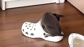 Paw-fect pets: If I fits, I sits