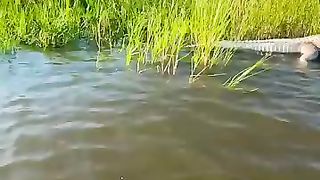 Dead alligator