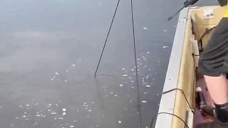 Hunting Alligator