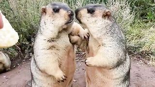 Cute marmot