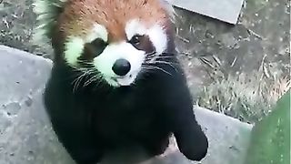 red panda bark or make noise