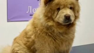 Big dog 3