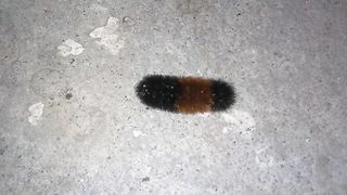 Banded Woolly Bear
