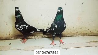Ram puri pigeon zakh chine
