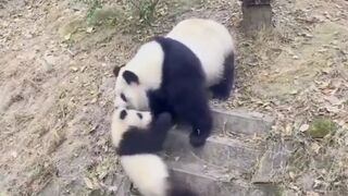 Panda mom and baby playing