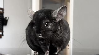 Cute chinchilla