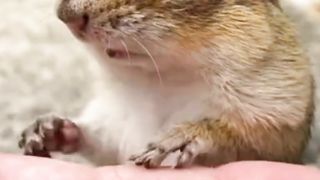 Chipmunk cute and funny amazing