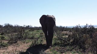"Wild Paradise: Exploring the Jungle"
