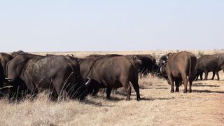 "Jungle Rhythms: A Wildlife Adventure"