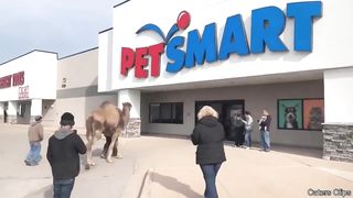 Taking a Camel to the Store