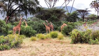 "Verdant Mysteries: Journey into the Jungle"