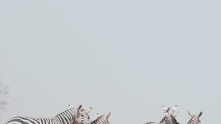 "Enchanted Wilderness: Journey Through the Jungle"
