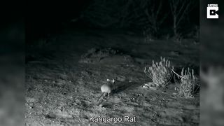 Rat Kicks Snake in the Face