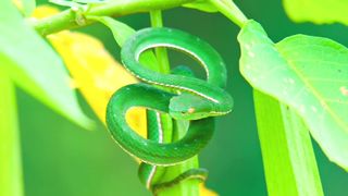 8 k video nature