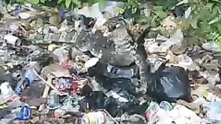 Wild monitor lizards eat leftover beach food