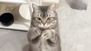 The Funniest Moments of Cute Cats - You Won't Stop Laughing!