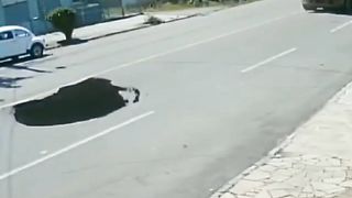 Carnivorous highway - Autoroute carnivore