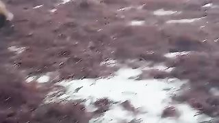 the process of drying natural seaweed