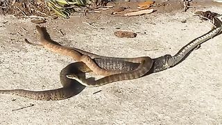 Cannibal snakes