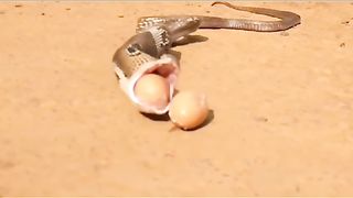 This snake vomits its meal