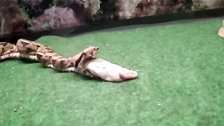 This snake vomits his meal