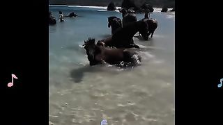Horses at the beach