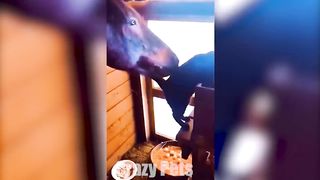 1 HOUR OF FUNNIEST CATS AND DOGS VIDEOS 2023 |Crazy Pets 2