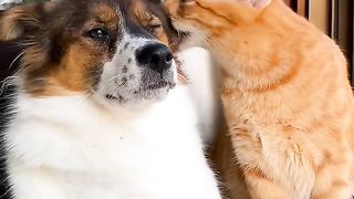 Cute cat and dog 2
