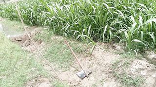 Green filed in Chak no577