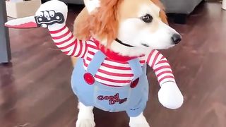 Pets | "Be Not Afraid of Dog Chucky" - Brave Pup Adventures | FurryFriendship | FunFM