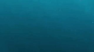 Megalodon Ancient Giant Shark Explained
