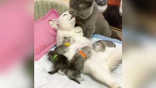 X2Download.app-The funniest animal _ fun with cats _dogs completion