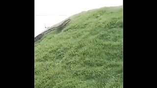 Big snake caugh on camera