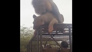 Bad Day for a safari