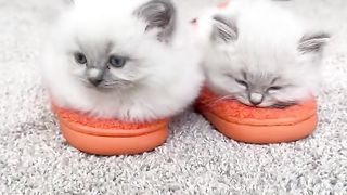 kitten in slippers