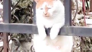A cat who experienced something painful