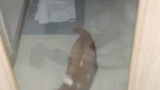 visitor at night