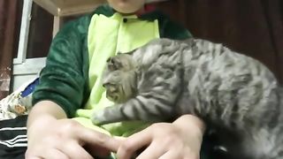 cat sitting on lap