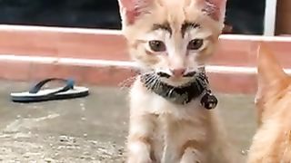 A cat with a dirty face