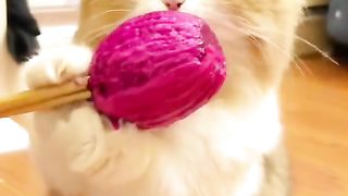 Video funny cat 62