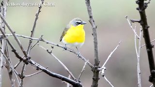 Yellow breasted Chat.